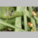 Lasioglossum sp - Furchenbiene 09b 9mm.jpg